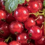 The Science of Nutrition Education: How STEM Learning Enhances Dietary Choices