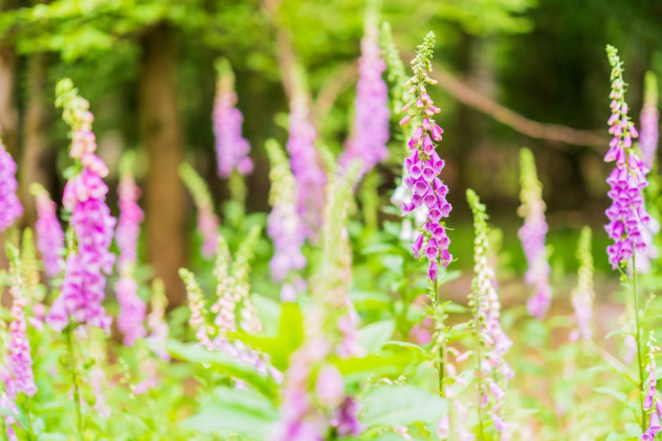 adaptogen