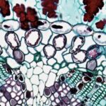 The Science of Nutrition Education: How Understanding Food Chemistry Enhances Health Outcomes